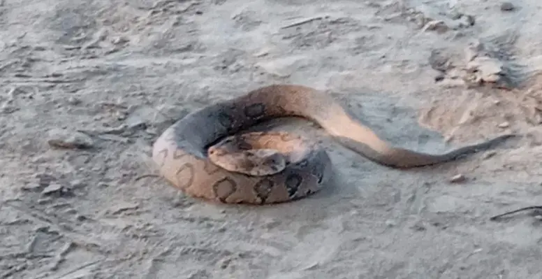 48 11 02 23 কুষ্টিয়া গড়াই নদীর চর থেকে বিষধর রাসেল ভাইপার উদ্ধার