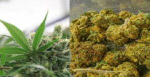 দৌলতপুরে গাঁজা সহ মাদক ব্যবসায়ী আটক