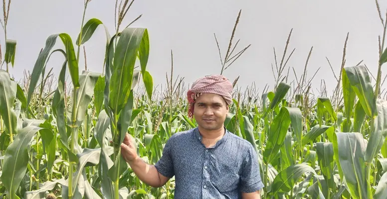 দৌলতপুরে ভুট্টার বাম্পার ফলন