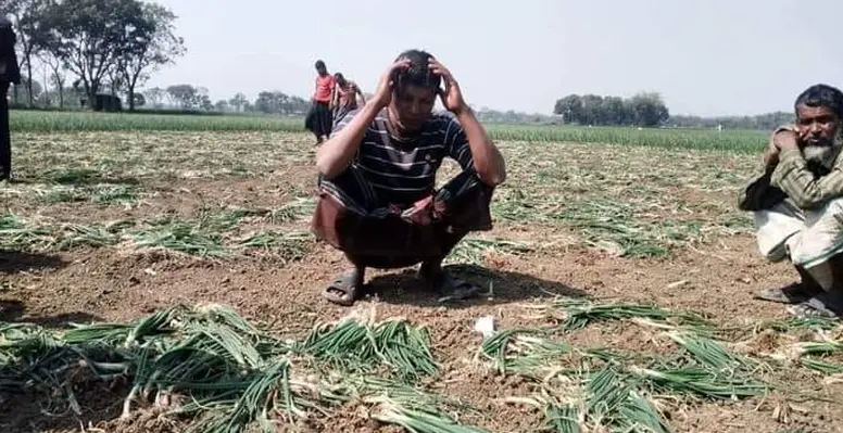 কুমারখালীতে রাতের আঁধারে কৃষকের ১২ কাঠা জমির পেঁয়াজ তছরুপের অভিযোগ