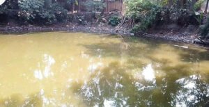 খোকসায় রাতের আঁধারে অর্ধ লক্ষ টাকার মাছ চুরি