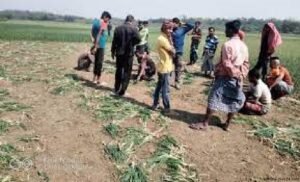 কুমারখালীতে রাতের আঁধারে কৃষকের ১২ কাঠা জমির পেঁয়াজ তছরুপের অভিযোগ