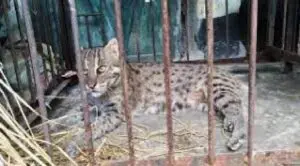 কুষ্টিয়ায় মেছোবাঘ উদ্ধার