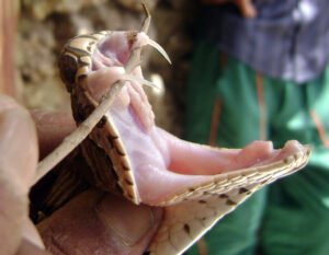 বিষধর রাসেল ভাইপার বা চন্দ্রবোড়া সাপের বিষদাঁত