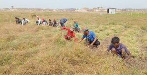কুষ্টিয়ায় সরিষার ভালো ফলন ও দামে হাসি কৃষকদের 