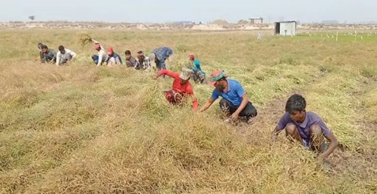 কুষ্টিয়ায় সরিষার ভালো ফলন ও দামে হাসি কৃষকদের