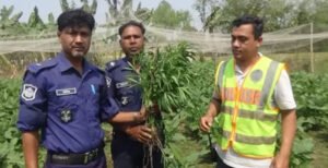 কুমারখালীতে সবজির সাথে গাঁজা চাষ