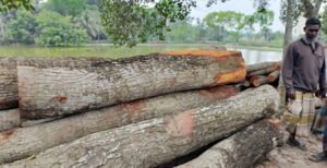 কুমারখালীতে পাউবোর গাছ কাটার অভিযোগ