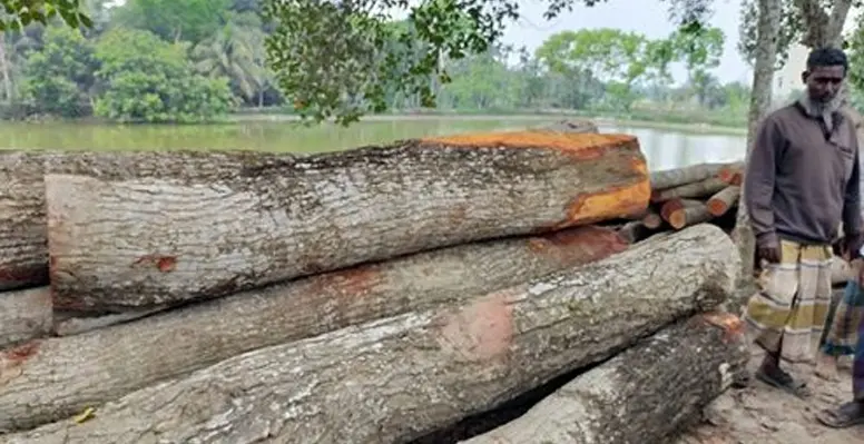 কুমারখালীতে পাউবোর গাছ কাটার অভিযোগ