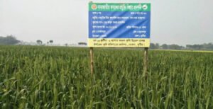 খোকসায় গমের বাম্পার ফলন