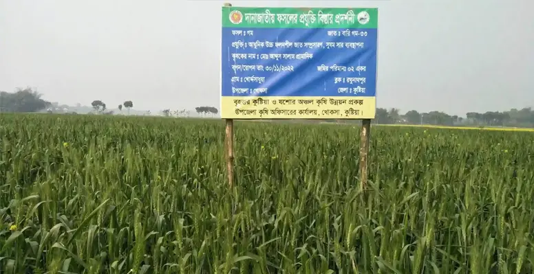 খোকসায় গমের বাম্পার ফলন 6 খোকসায় গমের বাম্পার ফলন খোকসায় গমের বাম্পার ফলন