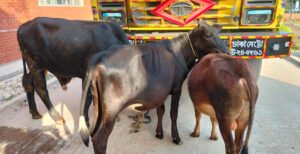 আন্তঃজেলা গরু চোর চক্রের ৪ সদস্য আটক!