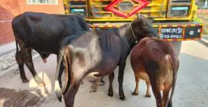 আন্তঃজেলা গরু চোর চক্রের ৪ সদস্য আটক!