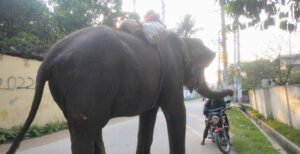 কুষ্টিয়া শহরে ঈদে হাতির চাঁদাবাজি বৃদ্ধি, অতিষ্ঠ ব্যবসায়ীরা