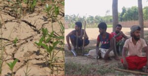 কুষ্টিয়ায় তীব্র তাপদাহে মাটি ফেটে চৌচির, পুড়ে যাচ্ছে ক্ষেতের ফসল