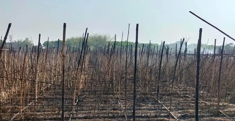 মিরপুরে শতবিঘা পানের বরজ আগুনে পুড়ে ছাই