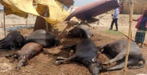 দৌলতপুরে পল্লীবিদ্যুতের তার ছিড়ে ৬টি মহিষের মৃত্যু