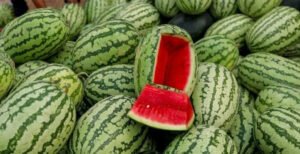 কুষ্টিয়ায় ইচ্ছেমতো তরমুজের দাম হাঁকাচ্ছেন ব্যবসায়ীরা