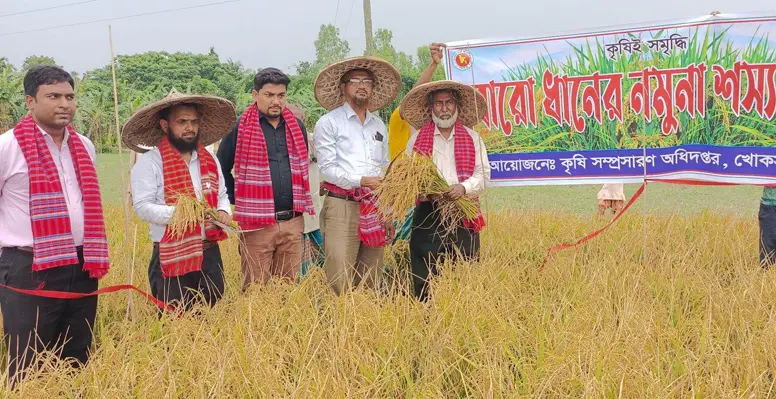 খোকসায় বোরো ধানের বাম্পার ফলন