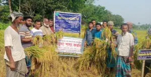 কুমারখালীতে উচ্চ ফলনশীল জাতের ধানে কৃষকদের স্বপ্ন দেখাচ্ছে 'বঙ্গবন্ধু ধান ১০০'