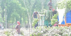 নিচু জায়গাতে নানাবিধ সমস্যা নিয়েই চলছে খুলনা বিভাগের বৃহত্তম কলা’র হাট