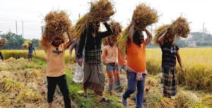 কুমারখালীতে কৃষকের তিন বিঘা জমির ধান কেটে দিল যুবলীগ