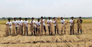 মিরপুরে কৃষকের ধান কেটে দিলো ছাত্রলীগ