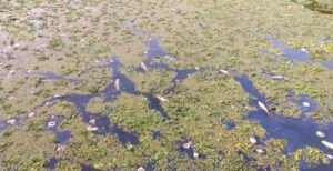 দৌলতপুরে মারুফ হত্যার পরে পুকুরে মিস্টি দিয়ে মাছ মারার অভিযোগ