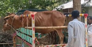 কুমারখালীতে বিষযুক্ত ঘাস খেয়ে কৃষকের পাঁচটি গরু অসুস্থ