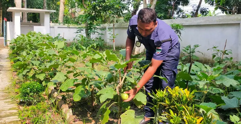 কুমারখালী বাঁশগ্রাম পুলিশ ক্যাম্পে পরিত্যাক্ত জমিতে শোভা পাচ্ছে হরেকরকম সবজি