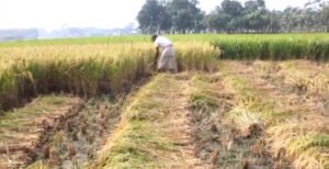 খোকসায় শ্রমিক সংকটে কৃষকরা