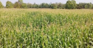 কুষ্টিয়ায় ভুট্টা চাষে কম খরচে লাভ বেশী হওয়ায় খুশি কৃষক