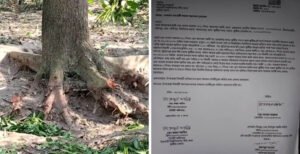 কুষ্টিয়ায় জোরপূর্বক জমি জবর দখল ও গাছ কেটে নেওয়ার অভিযোগ