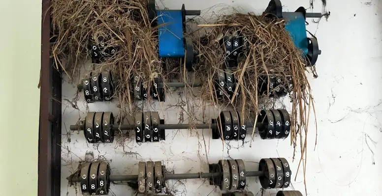 অকেজো কৃষি আবহাওয়া তথ্য বোর্ডে পাখির বাসা