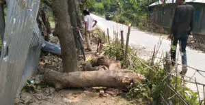 কুমারখালীতে সরকারি গাছ কাটলেন ইউপি সদস্য
