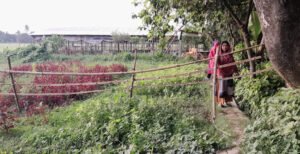 নারী উদ্যোক্তার ফার্মের রাস্তায় প্রভাবশালীর বাঁশের বেড়া!