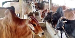 কুষ্টিয়ায় ১ লাখ ৭৮ হাজার গবাদিপশু কোরবানির জন্য প্রস্তুত
