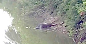 কুষ্টিয়ায় অজ্ঞাত যুবকের মরদেহ উদ্ধার