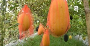 ইউটিউব দেখে তরমুজ চাষ, দুইমাসে দেড় লাখ টাকা আয়