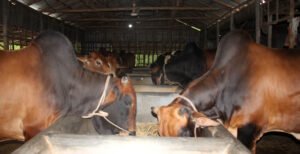 কুমারখালীতে ৩ হাজার ৫শ' ৯৭ টি খামারে কুরবানীর জন্য প্রস্তুত ২৩ হাজার ৫শ ৬৬টি পশু