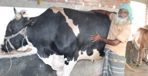 মিরপুরে সোহাগ ও বুলবুলের দাম ২০ লাখ