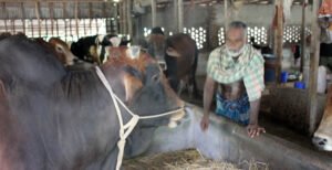 কুমারখালীতে ৩ হাজার ৫শ' ৯৭ টি খামারে কুরবানীর জন্য প্রস্তুত ২৩ হাজার ৫শ ৬৬টি পশু