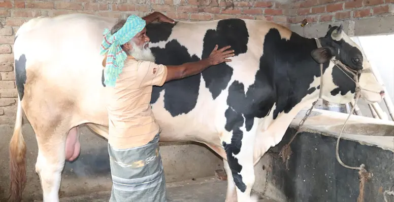 মিরপুরে সোহাগ ও বুলবুলের দাম ২০ লাখ