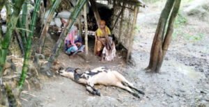 দৌলতপুরে বজ্রপাতে আহত-৫ : মারা গেছে গরু