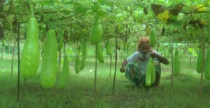 কুষ্টিয়ায় গ্রীষ্মকালীন সবজি চাষে লাভবান চাষীরা