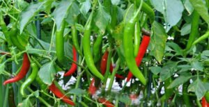 দৌলতপুরেও কাঁচা মরিচের ঝাঁঝ কমতে শুরু করেছে