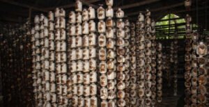 মাশরুম চাষ করে আজ অনুকরণীয় কুমারখালীর সাগর, মাসে আয় লাখ টাকা