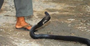 খোকসায় বিষধর সাপের উপদ্রব, এক‌দি‌নে ৫ জনকে দংশন!