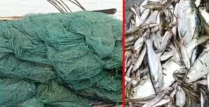 খোকসায় নিষিদ্ধ ‘চায়না দুয়ারি'র ফাঁদে হুমকিতে দেশীয় মাছ