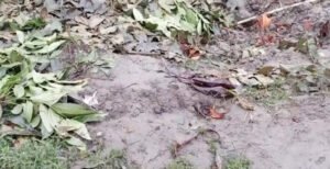 কুষ্টিয়ায় চাঁদা না দেওয়ায় গাছ কর্তনের অভিযোগ